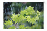 Rain Falling on Vine Maple Leaves by Anonymous