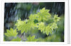 Rain Falling on Vine Maple Leaves by Anonymous