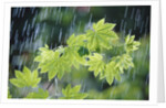 Rain Falling on Vine Maple Leaves by Anonymous