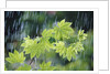 Rain Falling on Vine Maple Leaves by Anonymous