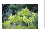 Rain Falling on Vine Maple Leaves by Anonymous