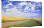 Dirt Road Running Through Farm Fields by Anonymous