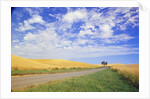 Dirt Road Running Through Farm Fields by Anonymous