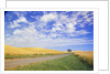 Dirt Road Running Through Farm Fields by Anonymous