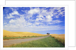 Dirt Road Running Through Farm Fields by Anonymous