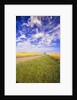 Wispy Clouds Floating over Farm Fields by Anonymous