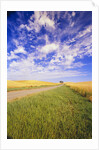 Wispy Clouds Floating over Farm Fields by Anonymous
