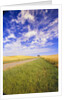 Wispy Clouds Floating over Farm Fields by Anonymous