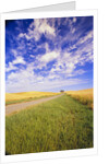 Wispy Clouds Floating over Farm Fields by Anonymous