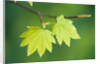 Pair of Leaves Hanging on Branch by Anonymous