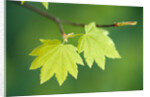 Pair of Leaves Hanging on Branch by Anonymous