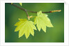 Pair of Leaves Hanging on Branch by Anonymous