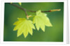 Pair of Leaves Hanging on Branch by Anonymous