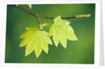 Pair of Leaves Hanging on Branch by Anonymous