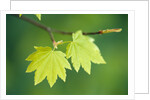 Pair of Leaves Hanging on Branch by Anonymous