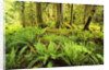 Rain Forest with Old Trees by Anonymous