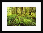 Rain Forest with Old Trees by Anonymous