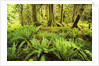 Rain Forest with Old Trees by Anonymous