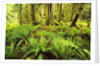Rain Forest with Old Trees by Anonymous