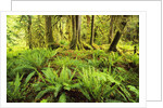 Rain Forest with Old Trees by Anonymous