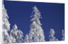 Snow Covering Trees Against Sky by Anonymous
