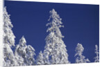 Snow Covering Trees Against Sky by Anonymous