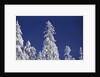 Snow Covering Trees Against Sky by Anonymous