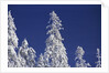 Snow Covering Trees Against Sky by Anonymous