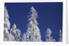 Snow Covering Trees Against Sky by Anonymous