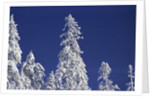 Snow Covering Trees Against Sky by Anonymous