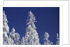 Snow Covering Trees Against Sky by Anonymous