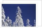 Snow Covering Trees Against Sky by Anonymous