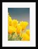 Yellow Poppy Flowers by Anonymous