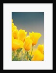 Yellow Poppy Flowers by Anonymous