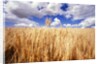 Wheat Field Growing Beneath Puffy Clouds by Anonymous