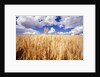 Wheat Field Growing Beneath Puffy Clouds by Anonymous