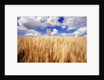 Wheat Field Growing Beneath Puffy Clouds by Anonymous