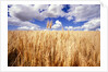 Wheat Field Growing Beneath Puffy Clouds by Anonymous