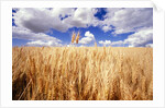 Wheat Field Growing Beneath Puffy Clouds by Anonymous