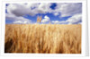Wheat Field Growing Beneath Puffy Clouds by Anonymous