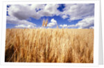 Wheat Field Growing Beneath Puffy Clouds by Anonymous