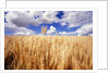 Wheat Field Growing Beneath Puffy Clouds by Anonymous