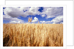 Wheat Field Growing Beneath Puffy Clouds by Anonymous