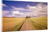 Dirt Road Stretching Through Fields by Anonymous