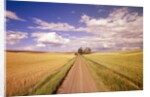 Dirt Road Stretching Through Fields by Anonymous