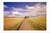 Dirt Road Stretching Through Fields by Anonymous