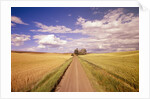 Dirt Road Stretching Through Fields by Anonymous