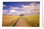 Dirt Road Stretching Through Fields by Anonymous