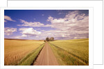 Dirt Road Stretching Through Fields by Anonymous