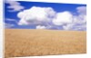 Cumulus Clouds Floating over Wheat Fields by Anonymous